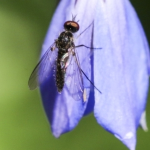 Geron sp. (genus) at Acton, ACT - 18 Nov 2019 01:35 PM