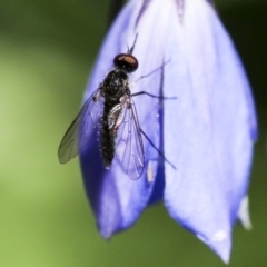 Geron sp. (genus) at Acton, ACT - 18 Nov 2019 01:35 PM