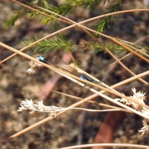 Ischnura heterosticta at Bonython, ACT - 3 Jan 2020