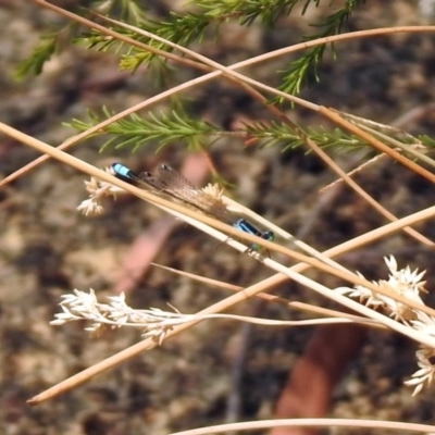 Ischnura heterosticta (Common Bluetail Damselfly) at Stranger Pond - 3 Jan 2020 by RodDeb