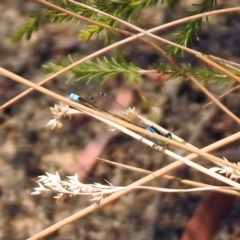 Ischnura heterosticta at Bonython, ACT - 3 Jan 2020