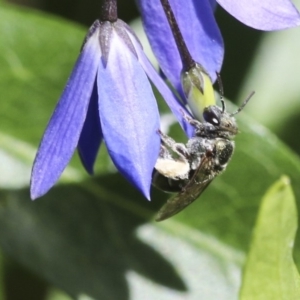 Lipotriches (Austronomia) phanerura at Acton, ACT - 18 Nov 2019