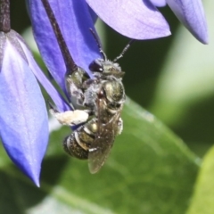 Lipotriches (Austronomia) phanerura at Acton, ACT - 18 Nov 2019 01:42 PM