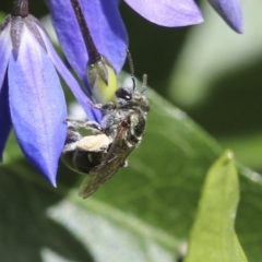 Lipotriches (Austronomia) phanerura at Acton, ACT - 18 Nov 2019 01:42 PM