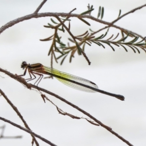 Nososticta solida at Bonython, ACT - 3 Jan 2020 11:46 AM