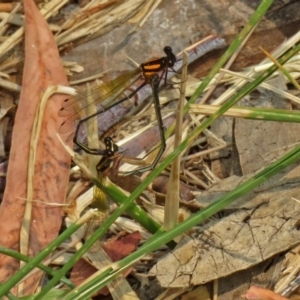 Nososticta solida at Bonython, ACT - 3 Jan 2020