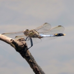 Orthetrum caledonicum (Blue Skimmer) at Bonython, ACT - 3 Jan 2020 by RodDeb