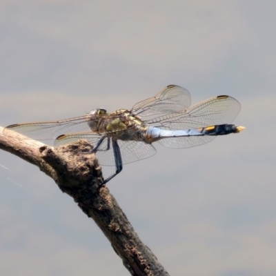 Orthetrum caledonicum (Blue Skimmer) at Bonython, ACT - 3 Jan 2020 by RodDeb