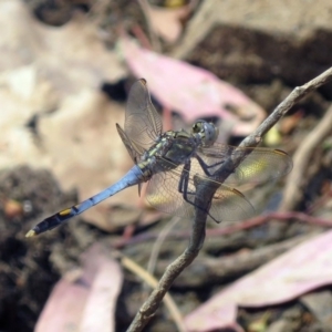 Orthetrum caledonicum at Bonython, ACT - 3 Jan 2020