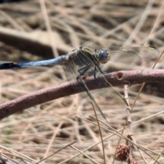 Orthetrum caledonicum at Bonython, ACT - 3 Jan 2020 10:57 AM