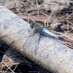 Orthetrum caledonicum at Bonython, ACT - 3 Jan 2020