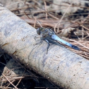 Orthetrum caledonicum at Bonython, ACT - 3 Jan 2020 10:57 AM