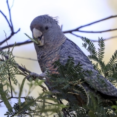 Callocephalon fimbriatum (Gang-gang Cockatoo) at ANBG - 18 Nov 2019 by AlisonMilton