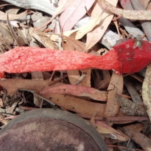 Phallus rubicundus at Aranda, ACT - 4 Jan 2008 12:24 PM