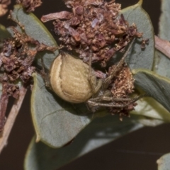 Araneus sp. (genus) (Orb weaver) at Bruce Ridge to Gossan Hill - 11 Nov 2019 by AlisonMilton