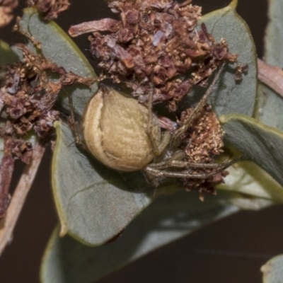 Araneus sp. (genus) (Orb weaver) at Bruce Ridge to Gossan Hill - 11 Nov 2019 by AlisonMilton