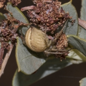 Araneus sp. (genus) at Bruce, ACT - 12 Nov 2019