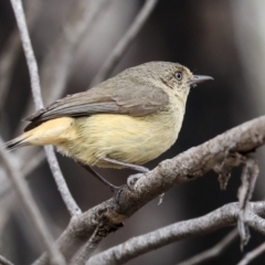 Acanthiza reguloides (Buff-rumped Thornbill) at Bruce, ACT - 12 Nov 2019 by AlisonMilton