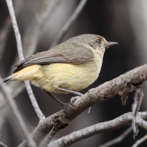 Acanthiza reguloides at Bruce, ACT - 12 Nov 2019