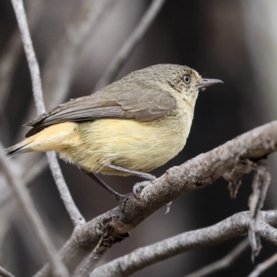 Acanthiza reguloides (Buff-rumped Thornbill) at Bruce Ridge to Gossan Hill - 11 Nov 2019 by AlisonMilton