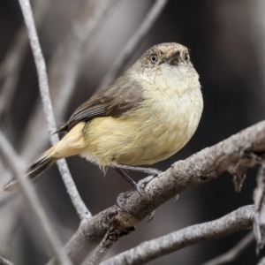 Acanthiza reguloides at Bruce, ACT - 12 Nov 2019