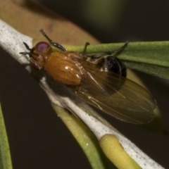 Sapromyza sp. (genus) (A lauxaniid fly) at Bruce, ACT - 12 Nov 2019 by AlisonMilton