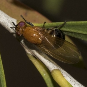 Sapromyza sp. (genus) at Bruce, ACT - 12 Nov 2019 11:31 AM