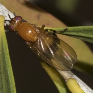 Sapromyza sp. (genus) at Bruce, ACT - 12 Nov 2019 11:31 AM