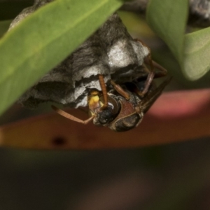 Polistes (Polistella) humilis at Bruce, ACT - 12 Nov 2019 11:45 AM