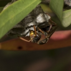 Polistes (Polistella) humilis (Common Paper Wasp) at Bruce Ponds - 12 Nov 2019 by AlisonMilton