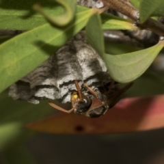 Polistes (Polistella) humilis at Bruce, ACT - 12 Nov 2019