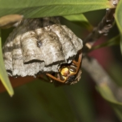 Polistes (Polistella) humilis at Bruce, ACT - 12 Nov 2019