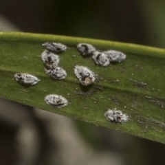 Unidentified Scale insect & mealybug (Hemiptera, Coccoidea) at Bruce Ridge to Gossan Hill - 12 Nov 2019 by AlisonMilton