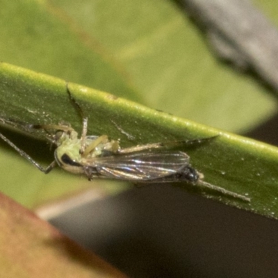 Chironomidae (family) (Non-biting Midge) at Bruce Ridge to Gossan Hill - 12 Nov 2019 by AlisonMilton