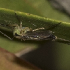 Chironomidae (family) at Bruce, ACT - 12 Nov 2019