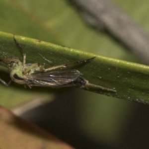 Chironomidae (family) at Bruce, ACT - 12 Nov 2019