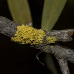 Xanthoria sp. (A lichen) at Bruce Ponds - 12 Nov 2019 by Alison Milton