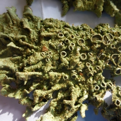 Parmeliaceae (family) (A lichen family) at Aranda, ACT - 28 May 2015 by JanetRussell