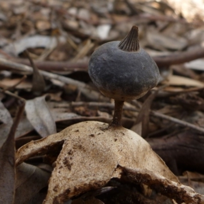 Geastrum tenuipes (An earthstar) at Aranda, ACT - 23 Nov 2011 by JanetRussell