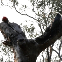 Callocephalon fimbriatum (Gang-gang Cockatoo) at ANBG - 2 Jan 2020 by HelenCross