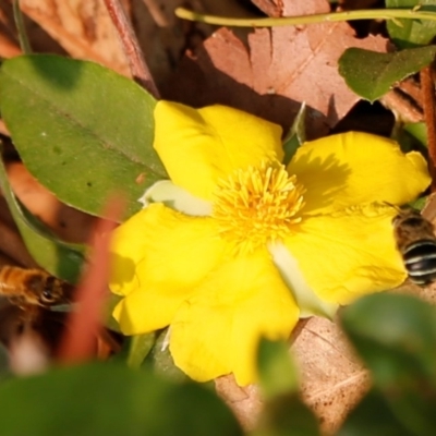 Amegilla sp. (genus) (Blue Banded Bee) at Acton, ACT - 2 Jan 2020 by HelenCross