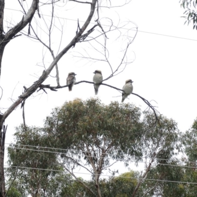 Dacelo novaeguineae (Laughing Kookaburra) at Alpine, NSW - 3 Jan 2017 by JanHartog