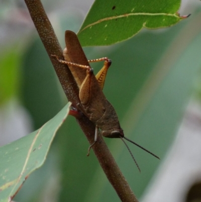 Unidentified Grasshopper (several families) at Alpine - 6 Jan 2017 by JanHartog