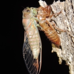 Galanga labeculata (Double-spotted cicada) at Pollinator-friendly garden Conder - 10 Dec 2019 by michaelb