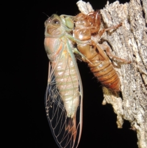 Galanga labeculata at Conder, ACT - 11 Dec 2019