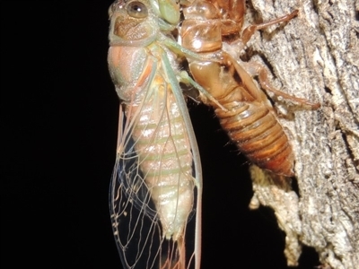 Galanga labeculata (Double-spotted cicada) at Conder, ACT - 10 Dec 2019 by michaelb