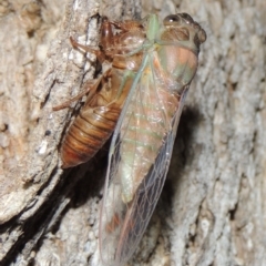 Galanga labeculata at Conder, ACT - 11 Dec 2019