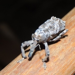 Orthorhinus cylindrirostris (Elephant Weevil) at Pollinator-friendly garden Conder - 20 Nov 2019 by michaelb