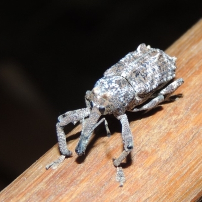 Orthorhinus cylindrirostris (Elephant Weevil) at Conder, ACT - 20 Nov 2019 by MichaelBedingfield