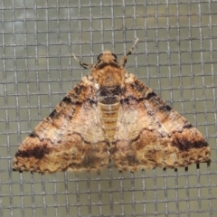 Cryphaea xylina (Woodland Geometrid) at Conder, ACT - 20 Nov 2019 by MichaelBedingfield